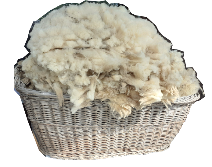 Schafswolle in Spessart